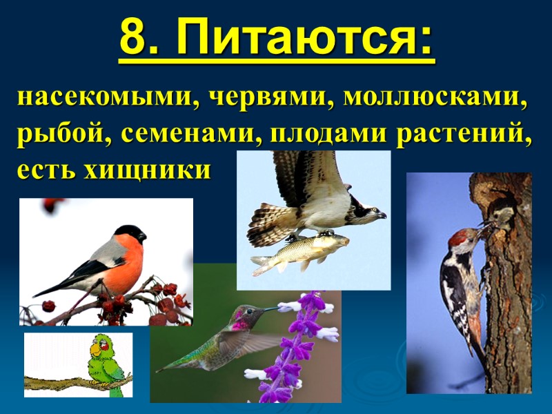 8. Питаются: насекомыми, червями, моллюсками, рыбой, семенами, плодами растений, есть хищники
